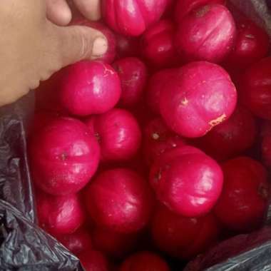 buah mahkota dewa 1 kg segar