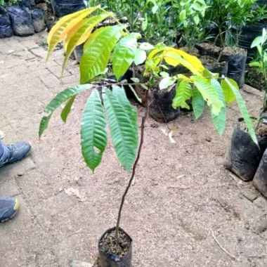 Bibit Matoa super, daging tebal manis, 1 meter lebih, cepat berbuah