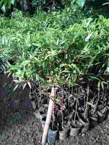 Bibit Tanaman Damar / Kauri - Tanaman Penghasil Getah Damar