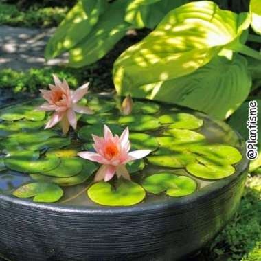 tanaman hias air bunga teratai water lily home garden kolam ikan koi Multicolor