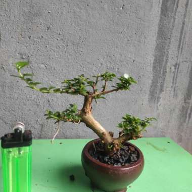tanaman hias sancang - bonsai shito sancang Multicolor