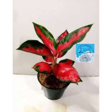 aglonema suksom lilin Multicolor