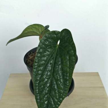 anthurium radicans (anthurium sirih) Multicolor