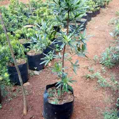 tanaman hias lohansung taiwan - pohon lohansung taiwan Multicolor