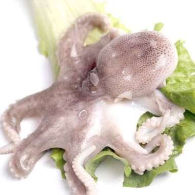 Baby Octopus Gurita Segar Berkualitas - 1 Kilogram