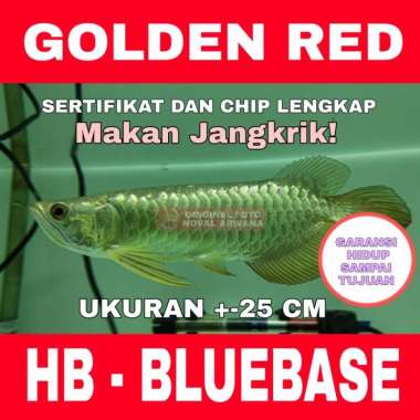 Arwana / Arowana Golden Red Highback HB - BLUEBASE ukuran +-25 Cm Multicolor