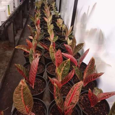 Aglaonema Red Sumatra | Pride Of Sumatra | Pos | Anak 2-3 Daun Multicolor