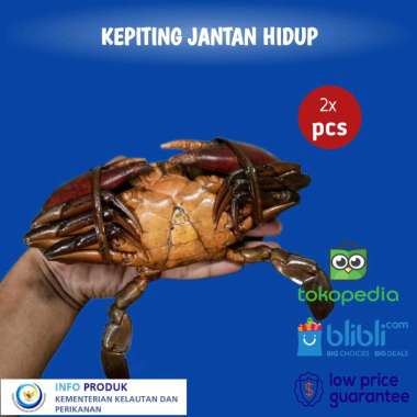 Kepiting Bakau Hidup Premium 1Kg isi 2