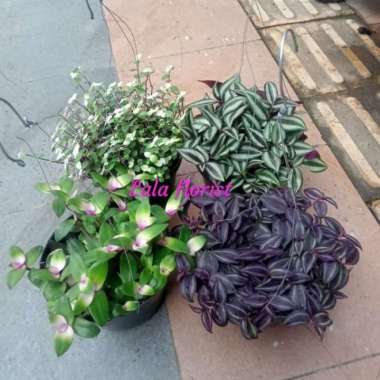 tanaman hias gantung/tanaman gantung indoor/ paket 4 tanaman gantung Multicolor