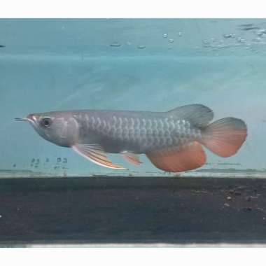 Arwana Golden Red 30 Cm. Ikan Arwana GR HB. Ikan Predator. Hias.