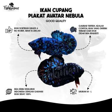 IKAN HIAS CUPANG PLAKAT AVATAR NEBULA