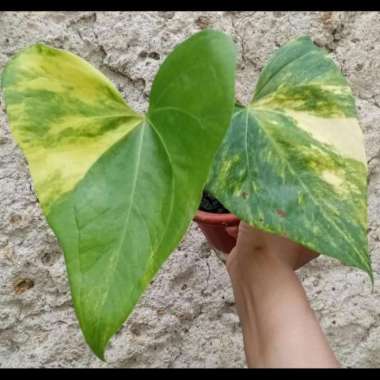anthurium pterodactyl variegata - 9 Multicolor