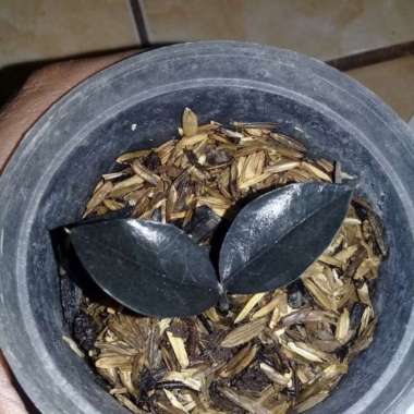 tanaman zamia black raven Multicolor