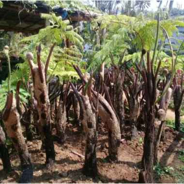 tanaman pakis monyet-paku tiang peneduh taman - tanaman hias rimbun Multicolor