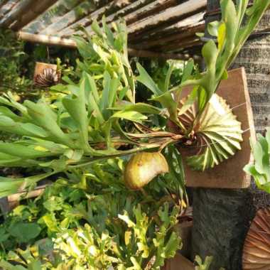 tanaman hias tanduk rusa ridleyi Multicolor