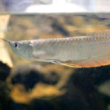 Ikan Arwana Silver Arowana Brazil Red 22cm Multivariasi Multicolor