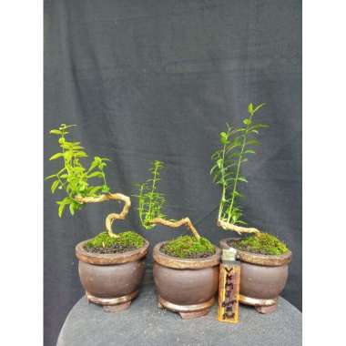 Bonsai mame anting putri meliuk