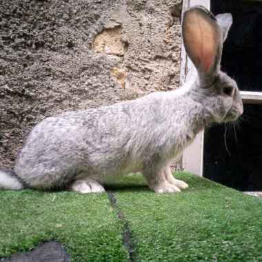 kelinci Flemish Giant sepasang