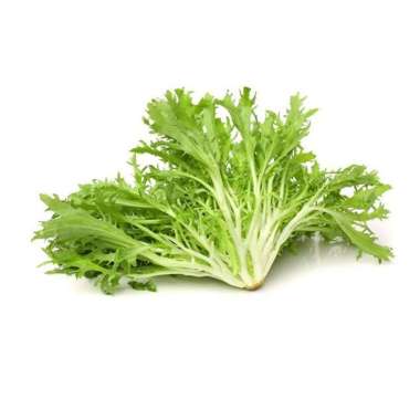 Selada Endive Lettuce/ Endive Frisse/ Selada Korea Endive Lettuce 1kg