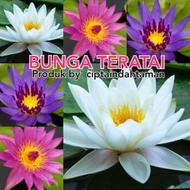 PAKET 2 POHON | tanaman teratai | bunga teratai | tanaman