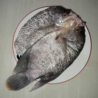 Ikan Gurame Belah 1 Ekor
