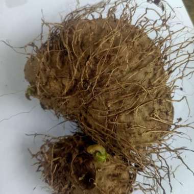 bibit ubi gadung/5 bibit