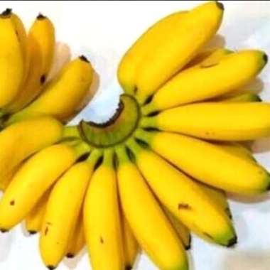 Buah Pisang Cavendish Pisang Ambon Pisang Raja Susu Emas Tanduk Raja : Pisang Emas