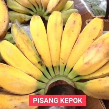 Buah Pisang Cavendish Pisang Ambon Pisang Raja Susu Emas Tanduk Raja : Pisang Kepok