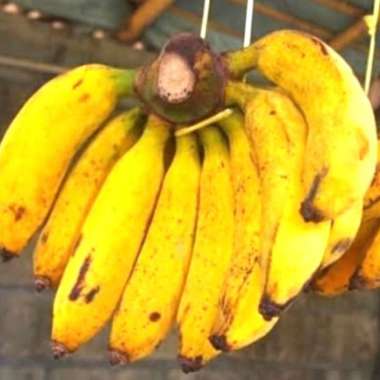 Buah Pisang Cavendish Pisang Ambon Pisang Raja Susu Emas Tanduk Raja : Pisang Raja