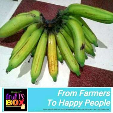 Buah Pisang Cavendish Pisang Ambon Pisang Raja Susu Emas Tanduk Raja : Ps Raja Nangka