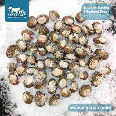 Kerang Darah | Anadara Granosa | Fresh Frozen
