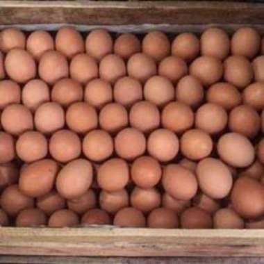 TELUR AYAM HOREN / TELUR AYAM NEGERI DIJUAL PER KG MIKA/TRAY
