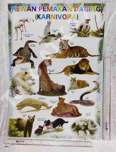 Poster Karnivora Hewan Pemakan Daging & Poster Lainnya per 5lembar READY STOCK Campur