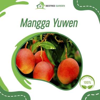bibit mangga yuwen hasil okulasi cepat berbuah