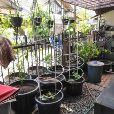 tiang rambatan tanaman anggur tabulampot alumunium 150cm ajir spiral Multicolor