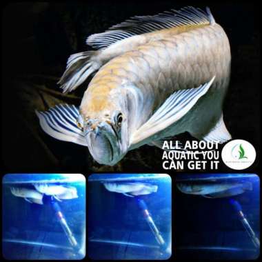 ikan hias arwana arowana silver untuk aquarium