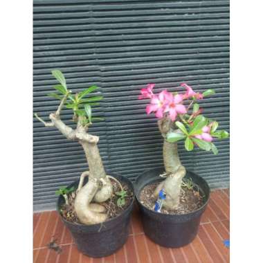 bonsai adenium jumbo