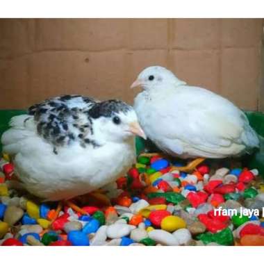 BURUNG PUYUH HIAS PUYUH BATU UNTUK KANDANG AVIARY PEMBERSIH KANDANG