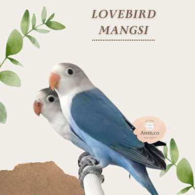 BURUNG LOVEBIRD MANGSI | BURUNG LOVEBIRD COBALT