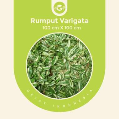 RUMPUT GAJAH MINI VARIGATA 1 METER