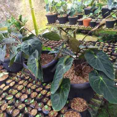 anthurium ace of spades Multicolor