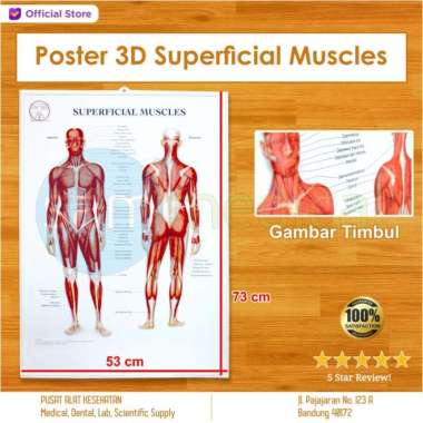 Poster 3D Superficial Muscle / Otot Superfisial BS338RR