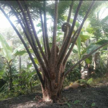 Pohon Pakis Besar Media Tanam Anggrek 3 M Tanaman Hidup