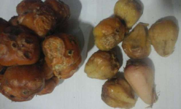 Asam Cikala / Sihala / Patikala