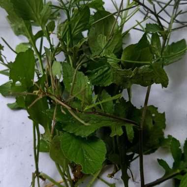 jual daun sawi tanah fresh+bonus