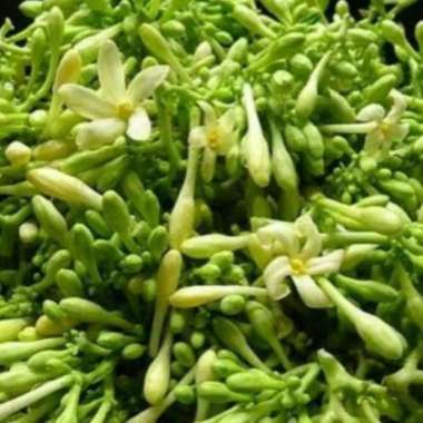 bunga pepaya segar peres Kuning