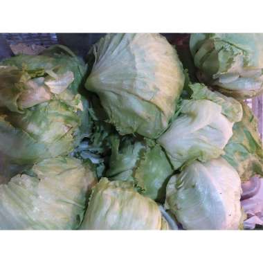 Lettuce Head 1 kg