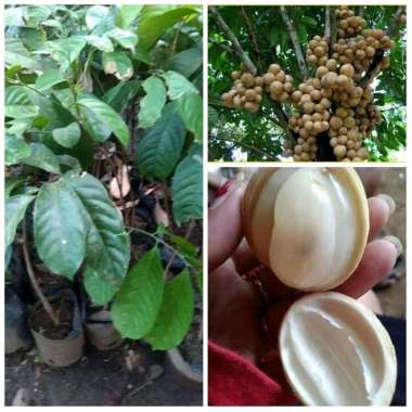 Bibit Duku Dukuh Palembang ASLI manis, super, okulasi, cepat berbuah a