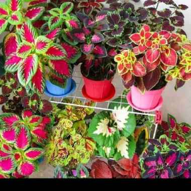 paket tanaman hias miana premium // jawer kotok // coleus - 6 tanaman Multicolor