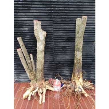 Bahan bonsai bonggol. batang besar .anting putri
